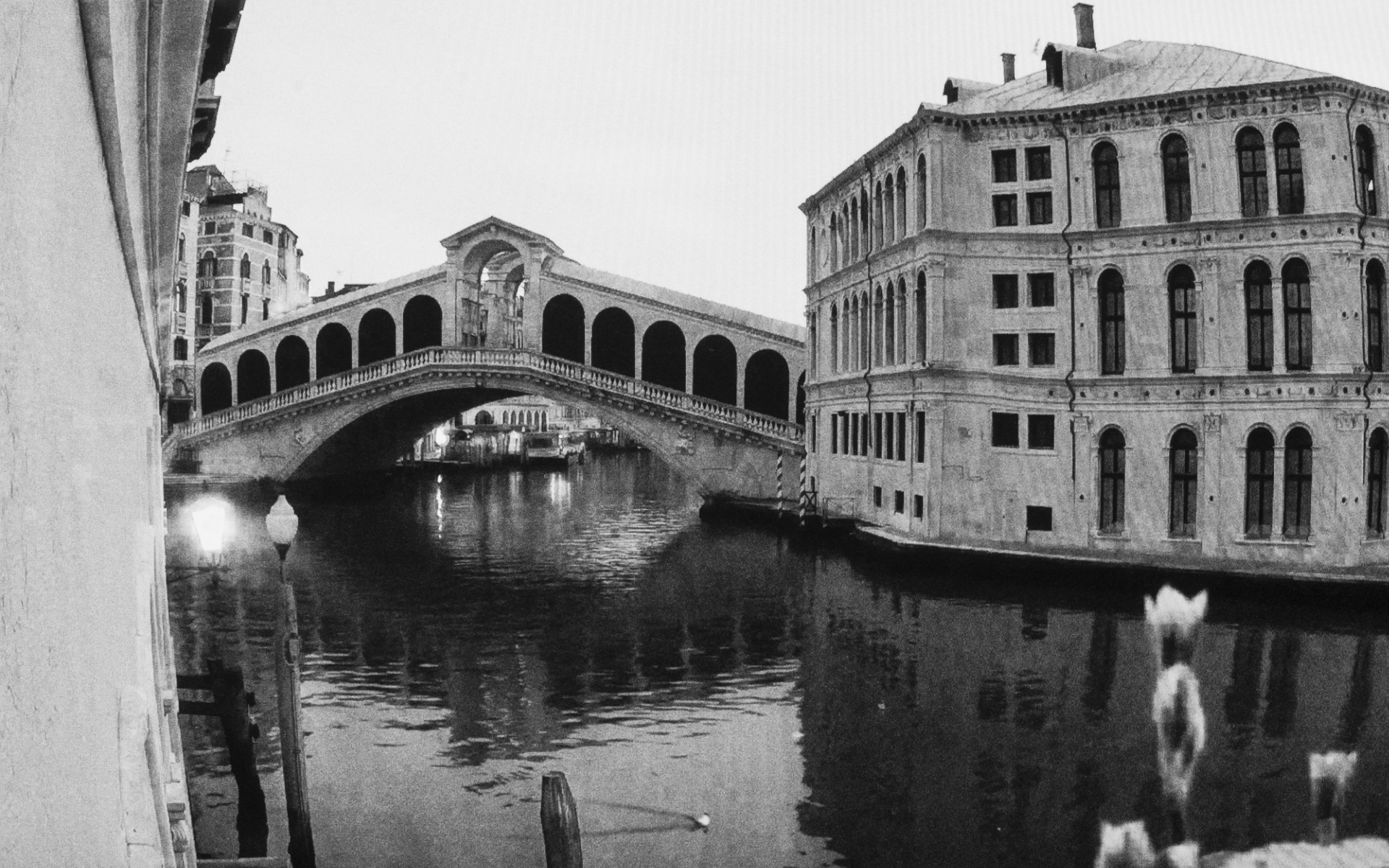 Venice, Ponte Rialto - A swimming seagull on the quiet Grand Channel in the front of the famous Rialto Bridge. Venice, March 27. 2020.